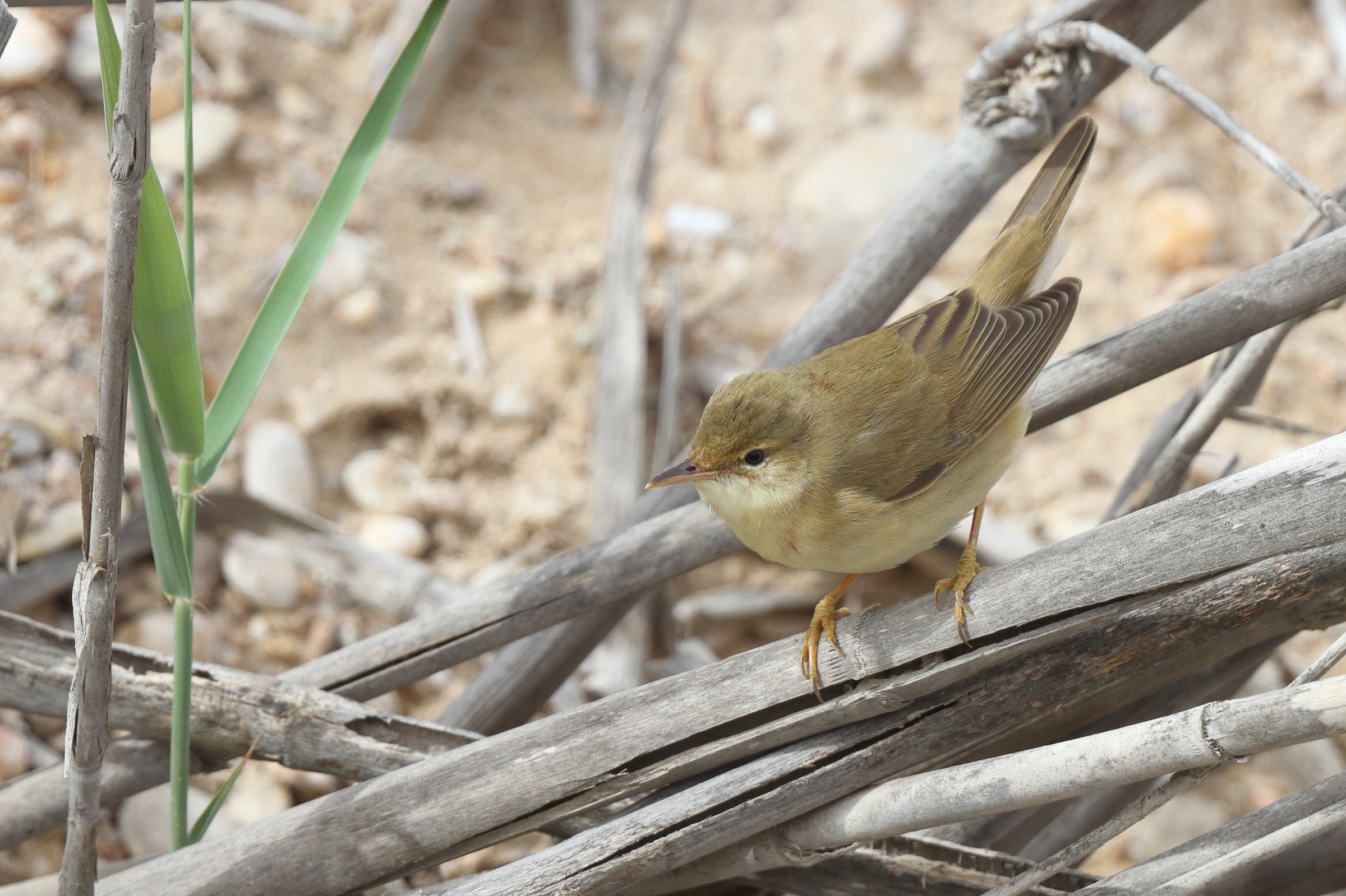 Marsh Warbler. Qatar, 28 April 2013 © Neil G. Morris.