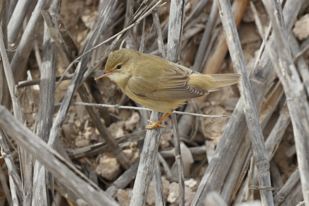 Marsh Warbler. Qatar, 28 April 2013 © Neil G. Morris.