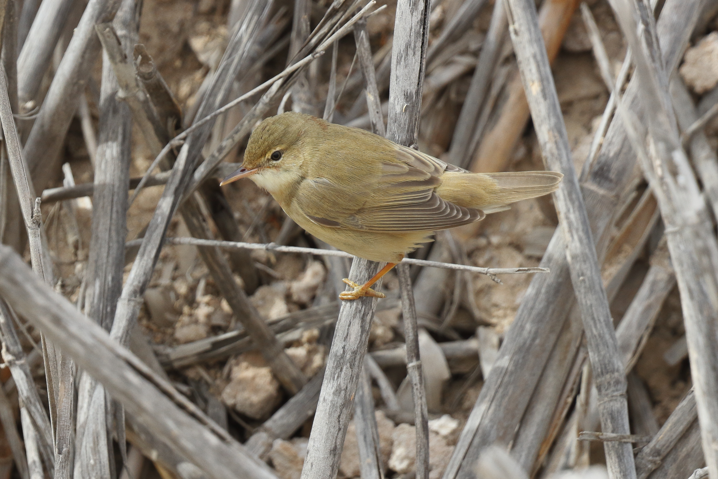 Marsh Warbler. Qatar, 28 April 2013 © Neil G. Morris.