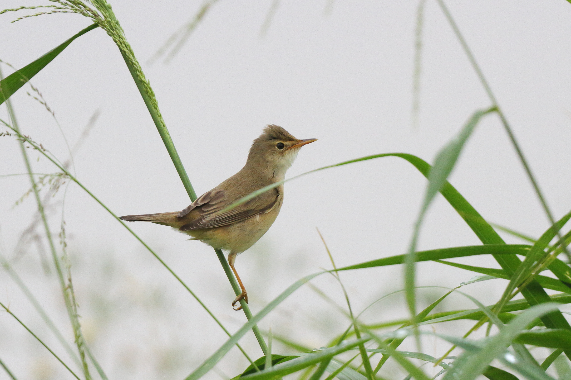 Marsh Warbler. Qatar, 30 April 2013 © Neil G. Morris.