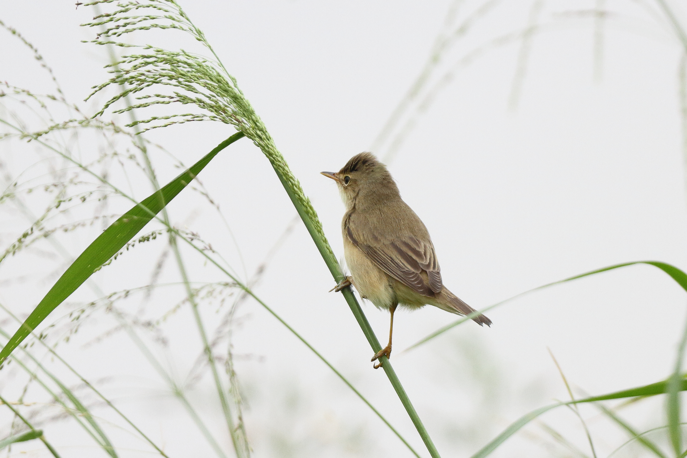 Marsh Warbler. Qatar, 30 April 2013 © Neil G. Morris.