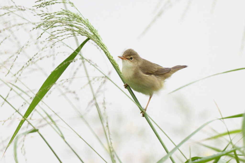 Marsh Warbler. Qatar, 30 April 2013 © Neil G. Morris.