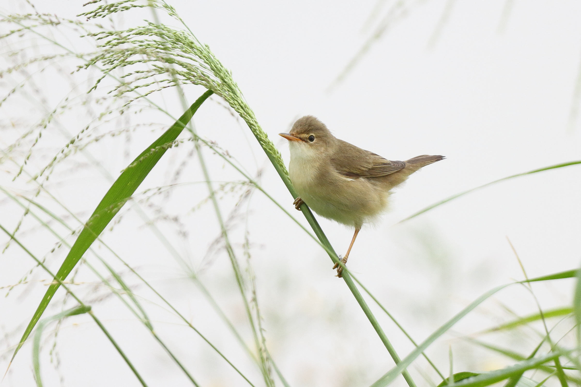 Marsh Warbler. Qatar, 30 April 2013 © Neil G. Morris.
