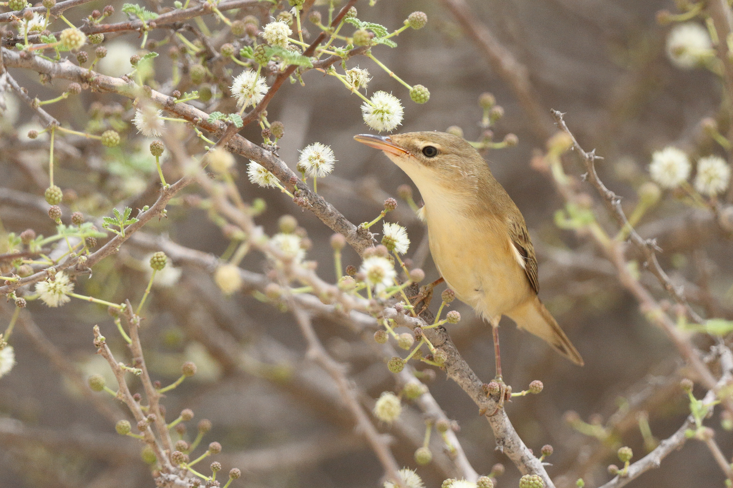 Marsh Warbler. Qatar, 06 May 2013 © Neil G. Morris.
