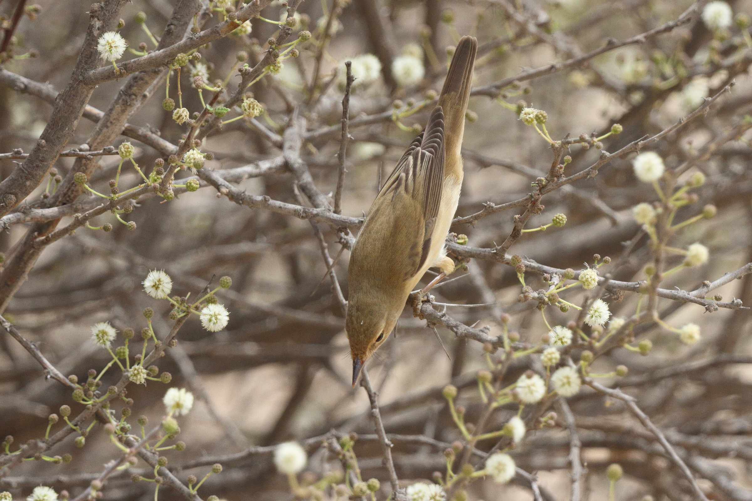 Marsh Warbler. Qatar, 06 May 2013 © Neil G. Morris.