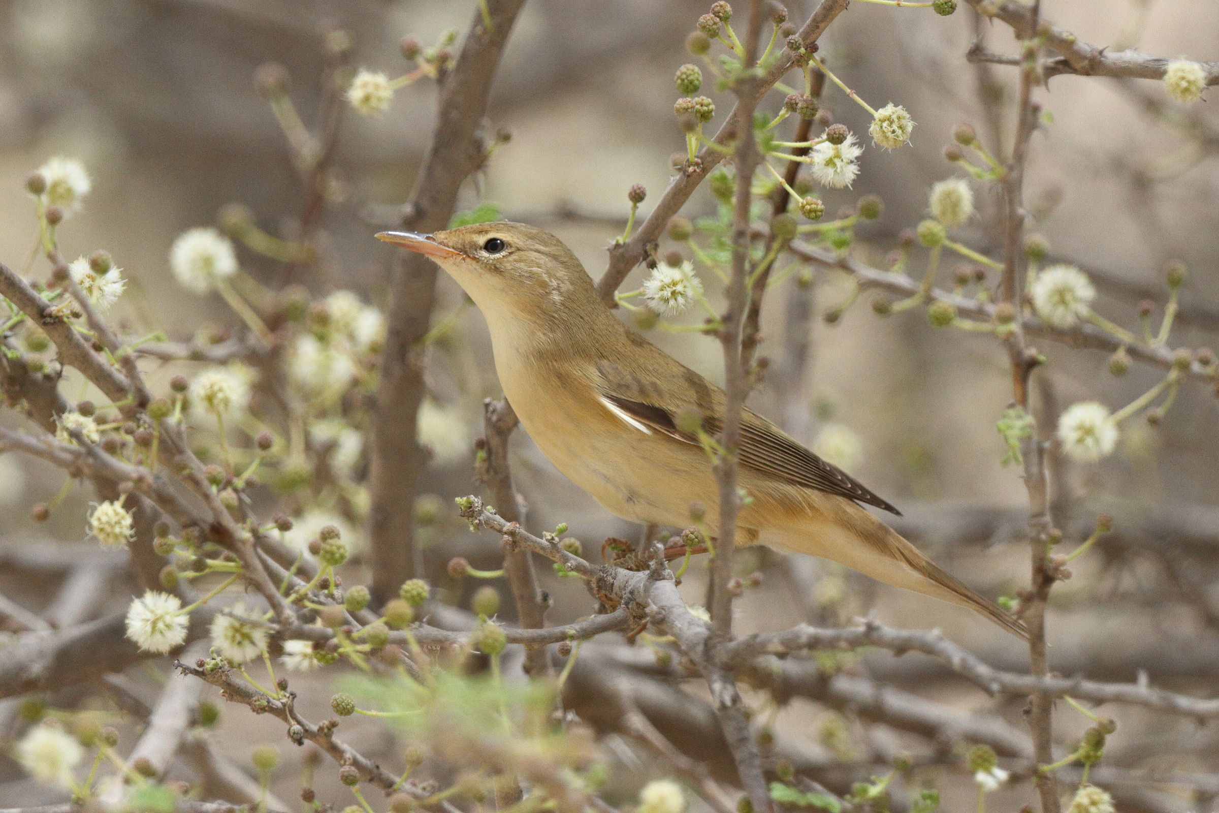 Marsh Warbler. Qatar, 06 May 2013 © Neil G. Morris.