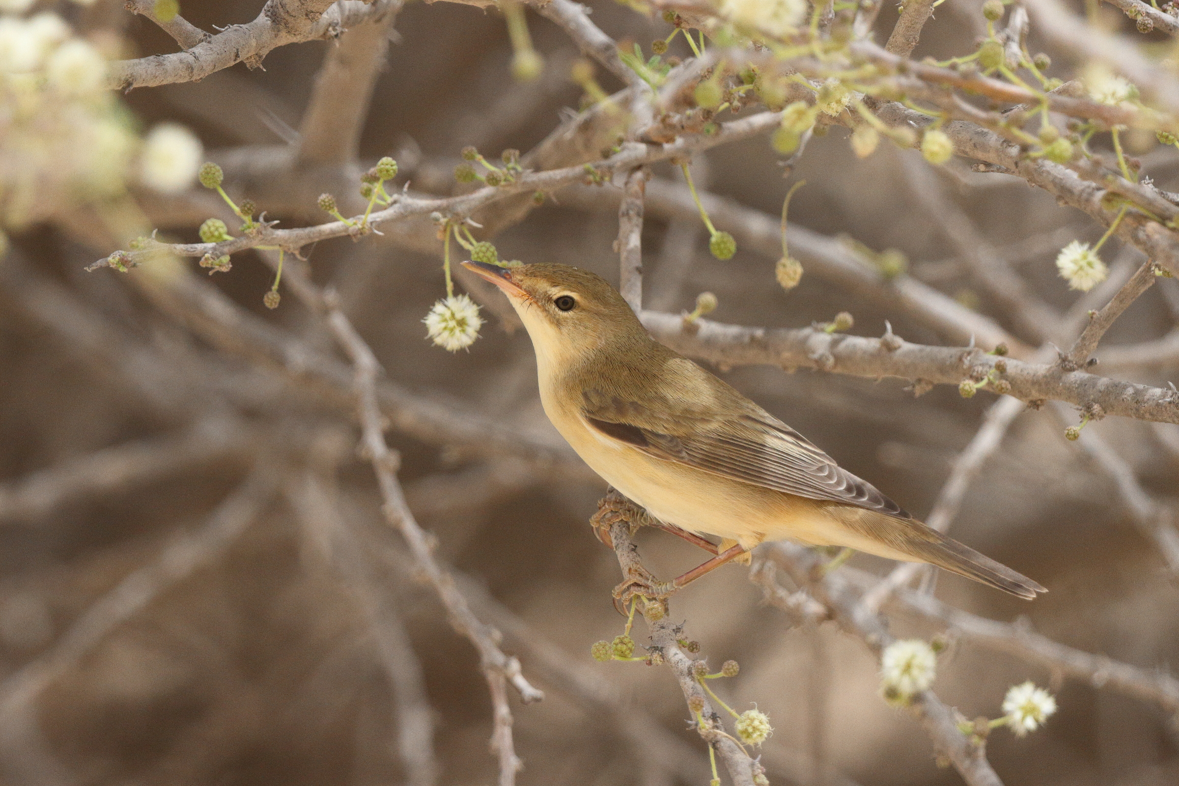 Marsh Warbler. Qatar, 06 May 2013 © Neil G. Morris.