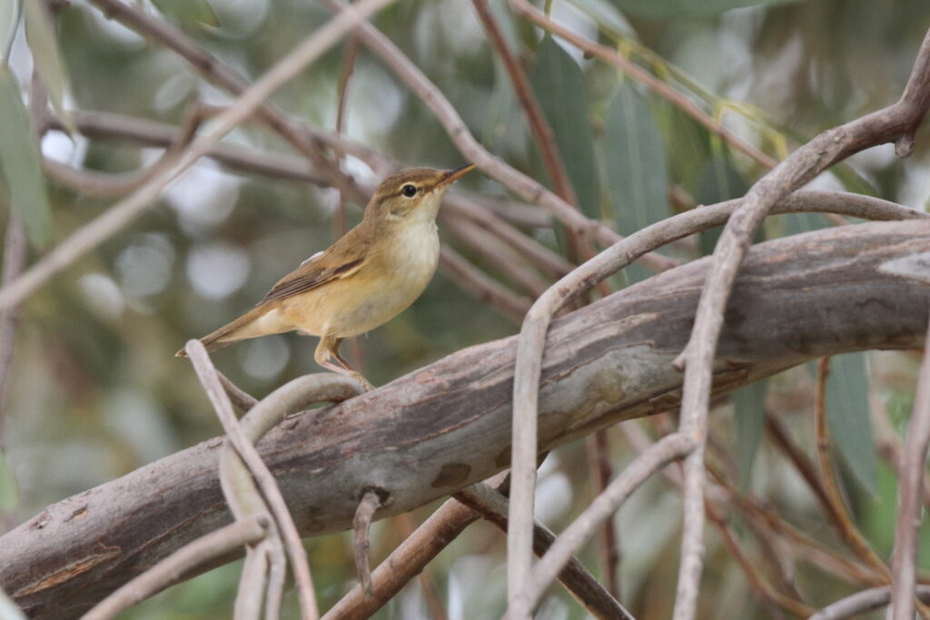 Marsh Warbler. Qatar, 08 May 2013 © Neil G. Morris.