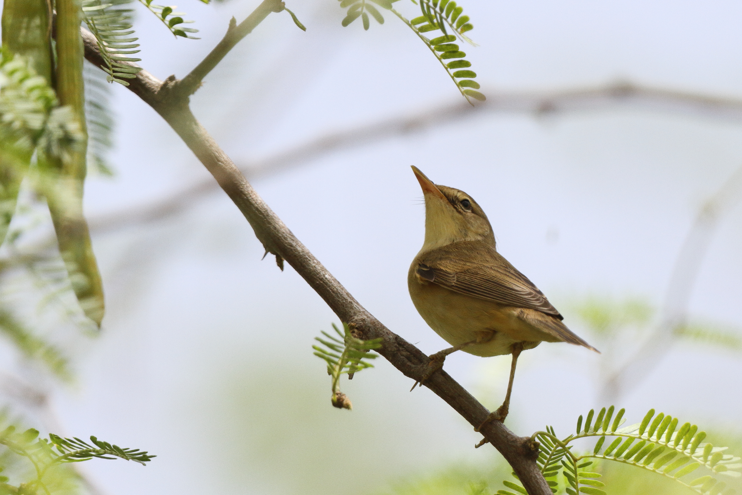 Marsh Warbler. Qatar, 08 May 2013 © Neil G. Morris.