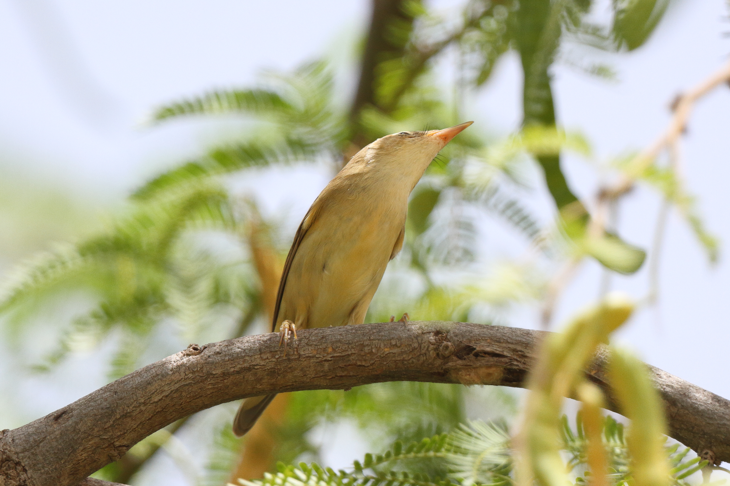 Marsh Warbler. Qatar, 08 May 2013 © Neil G. Morris.