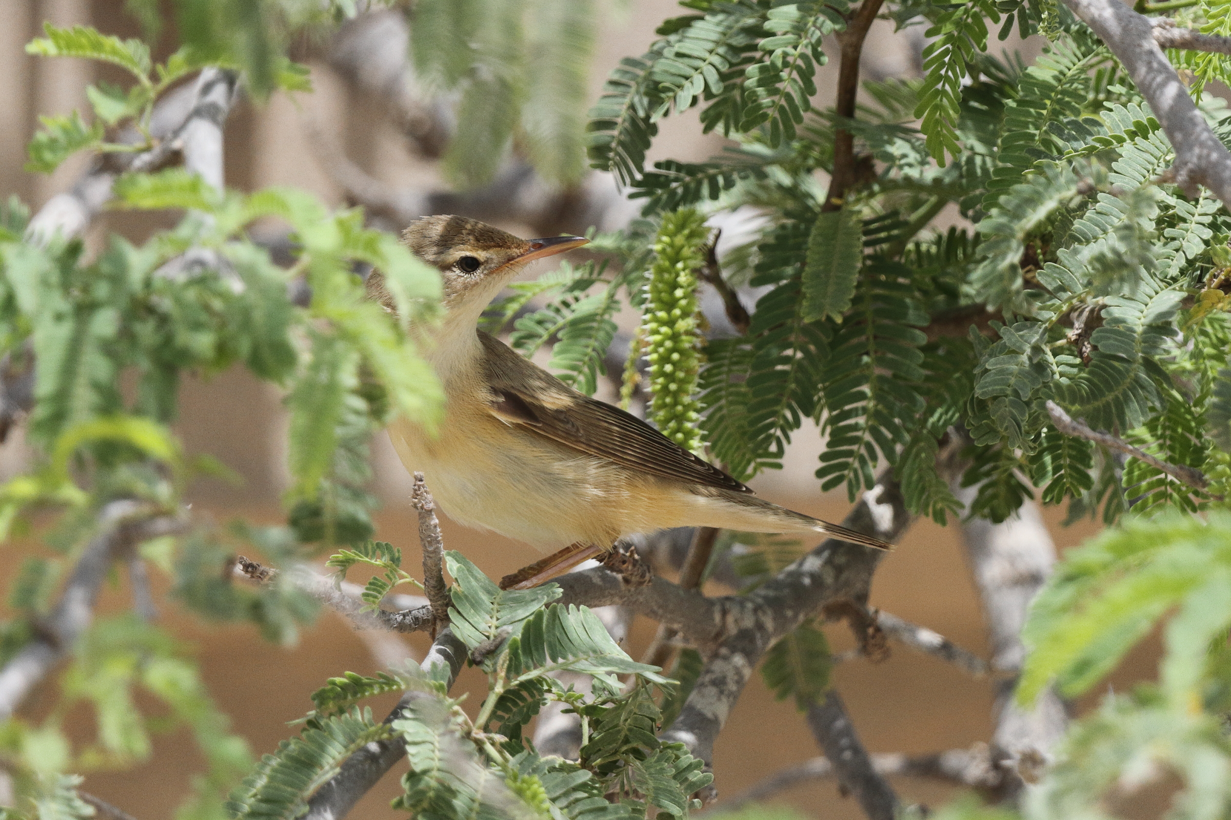 Marsh Warbler. Qatar, 12 May 2013 © Neil G. Morris.
