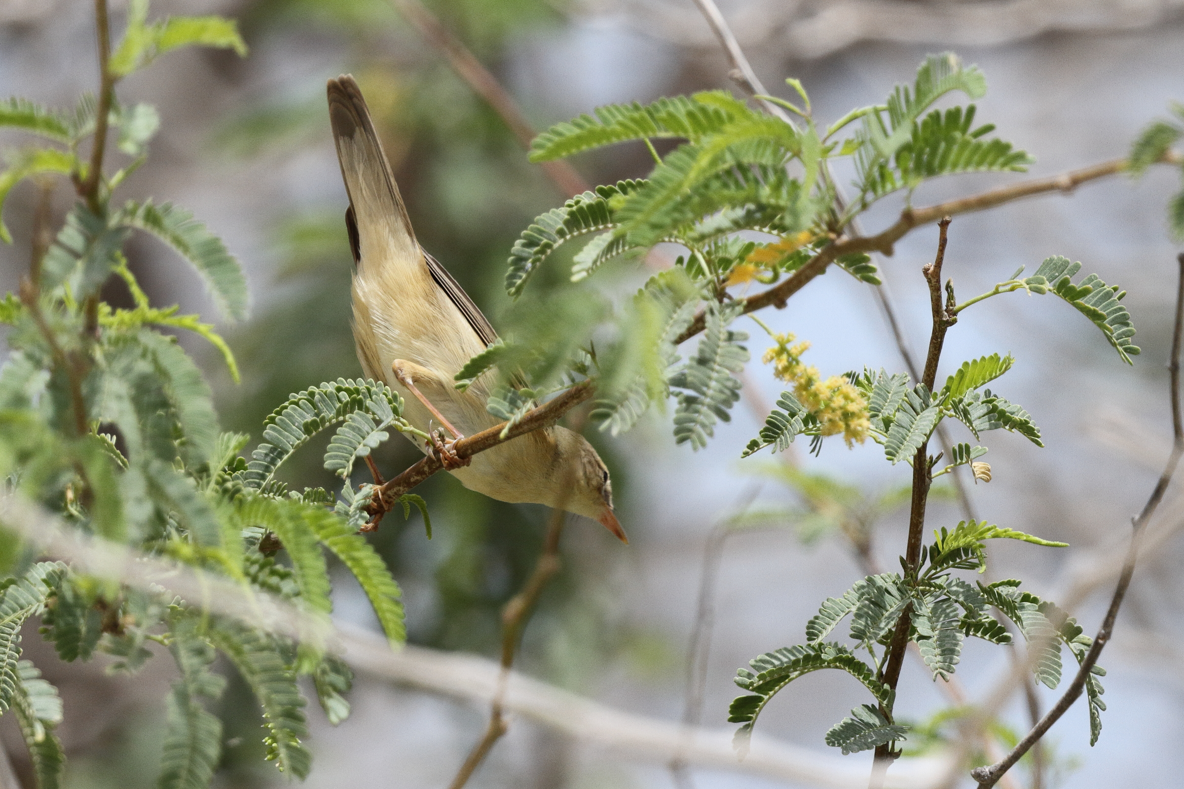 Marsh Warbler. Qatar, 12 May 2013 © Neil G. Morris.