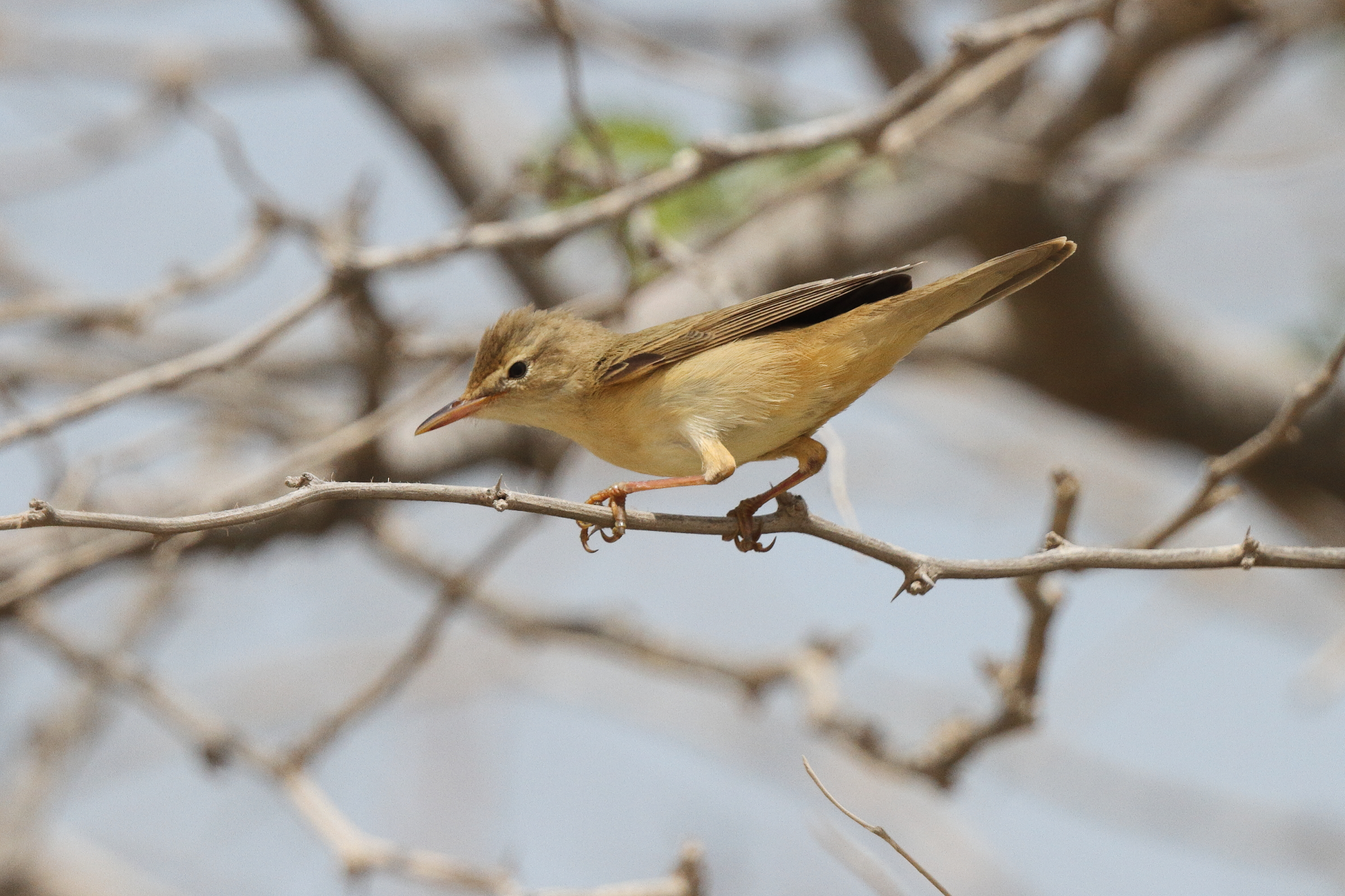 Marsh Warbler. Qatar, 12 May 2013 © Neil G. Morris.