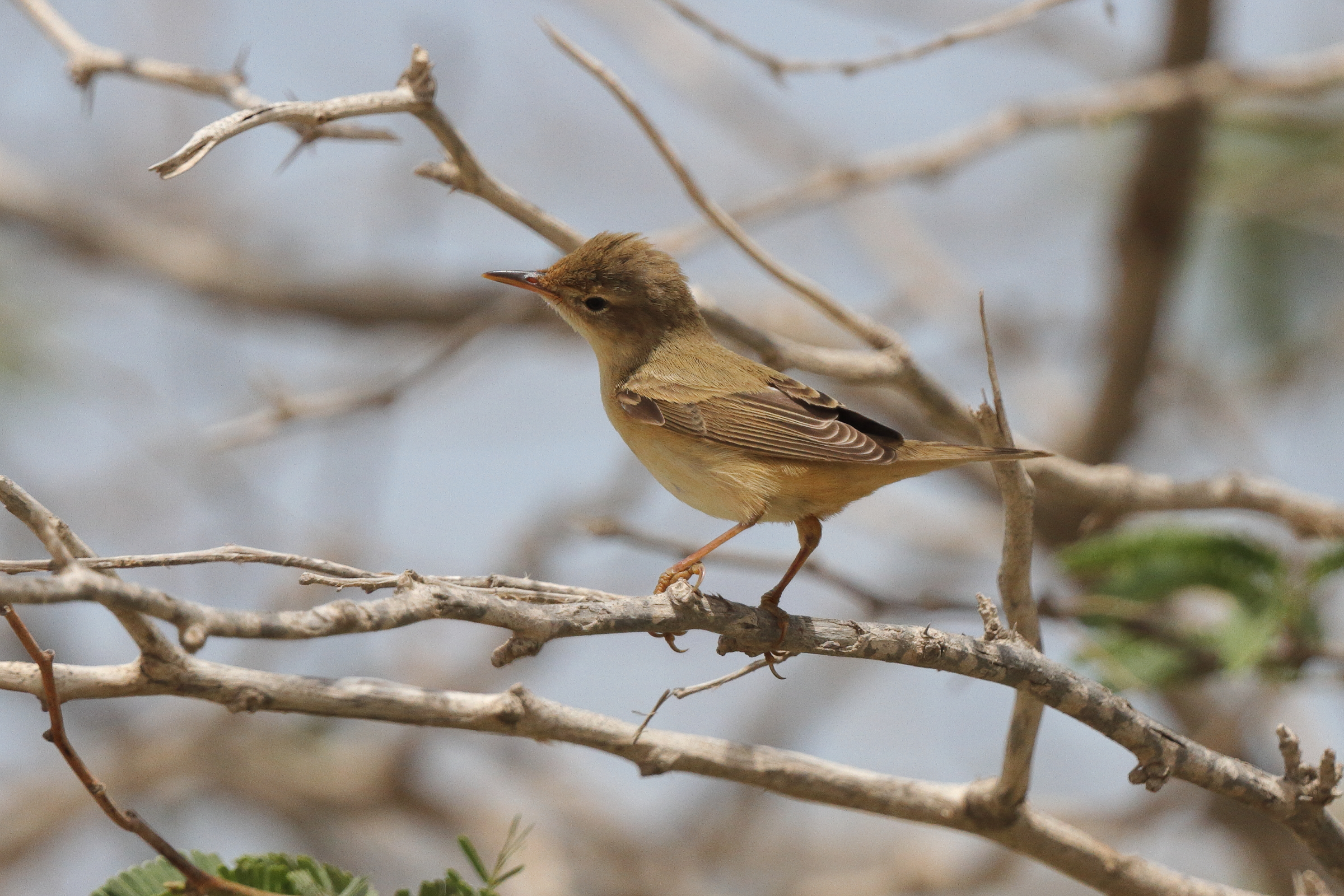 Marsh Warbler. Qatar, 12 May 2013 © Neil G. Morris.