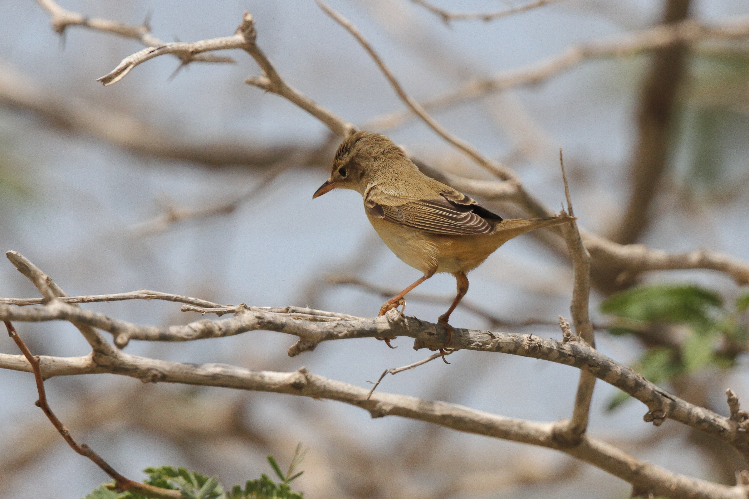 Marsh Warbler. Qatar, 12 May 2013 © Neil G. Morris.
