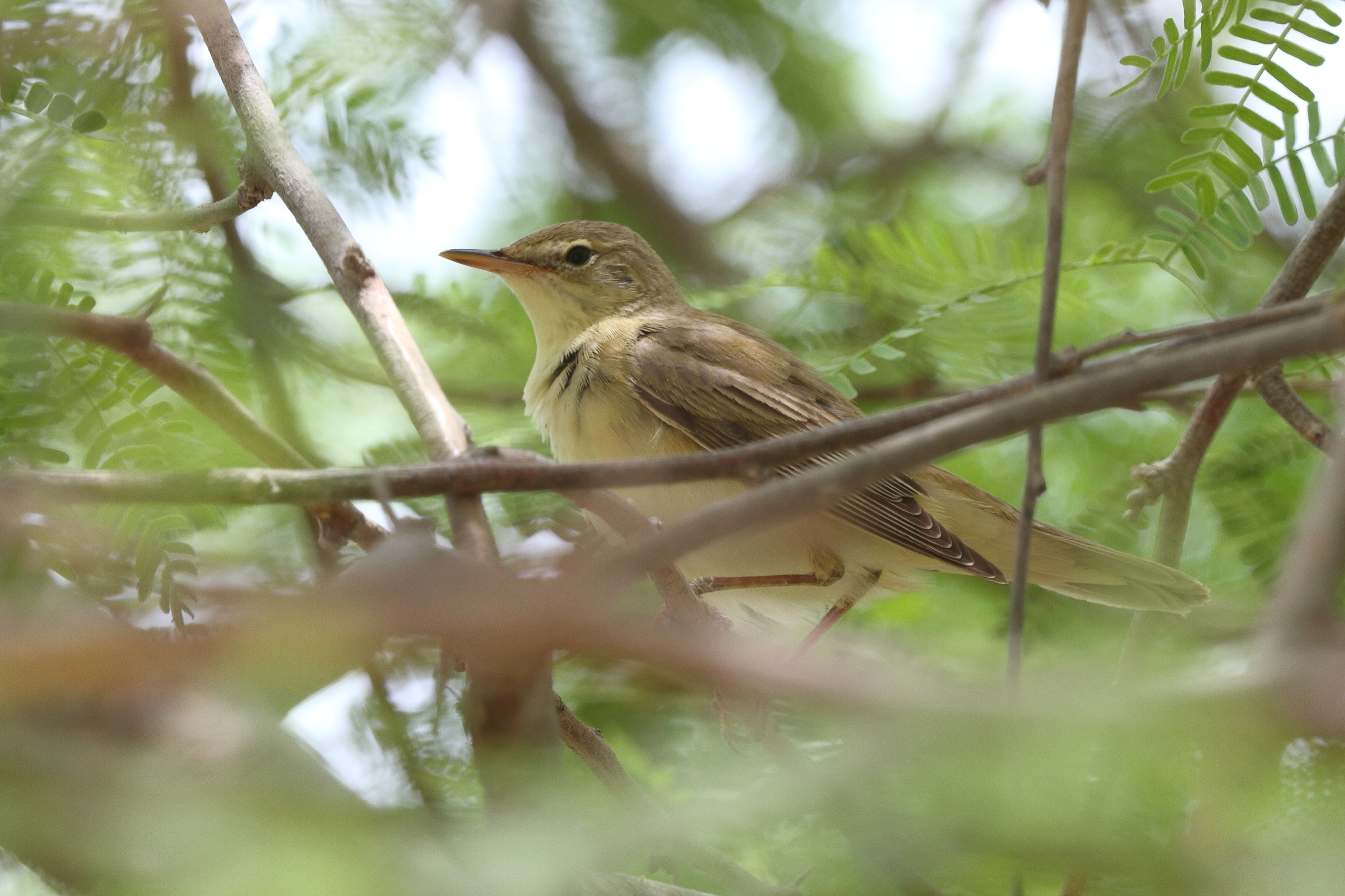Marsh Warbler. Qatar, 01 May 2014 © Neil G. Morris.