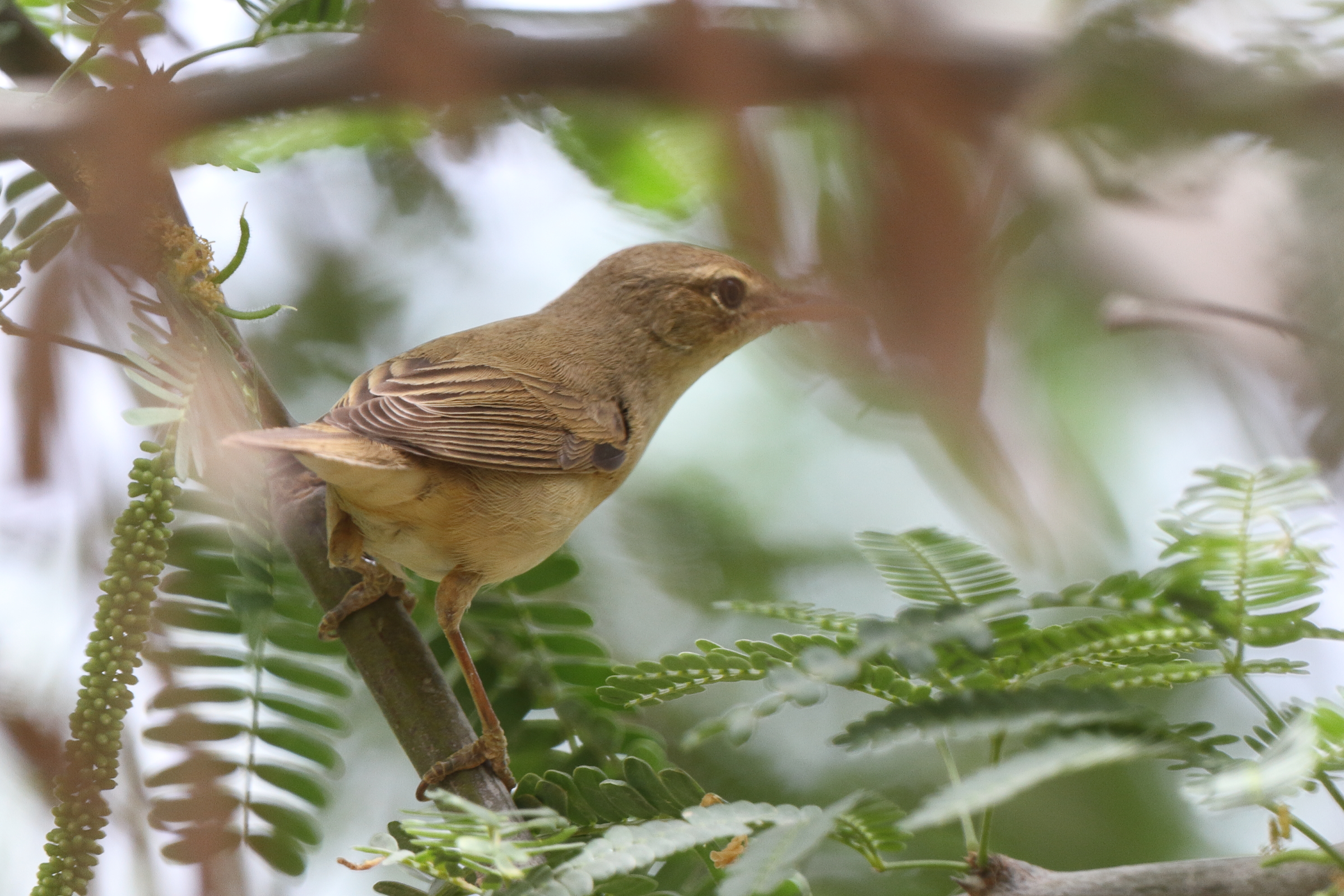 Marsh Warbler. Qatar, 01 May 2014 © Neil G. Morris.