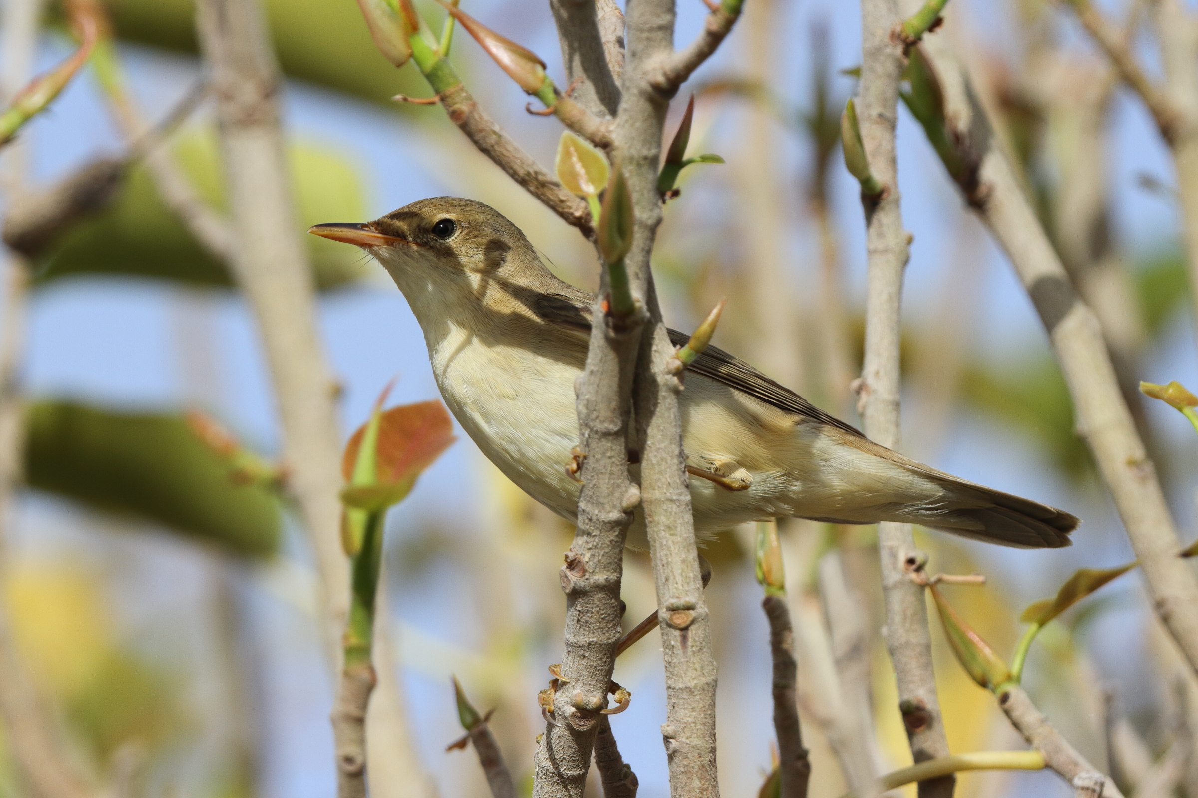 Marsh Warbler. Qatar, 05 May 2014 © Neil G. Morris.
