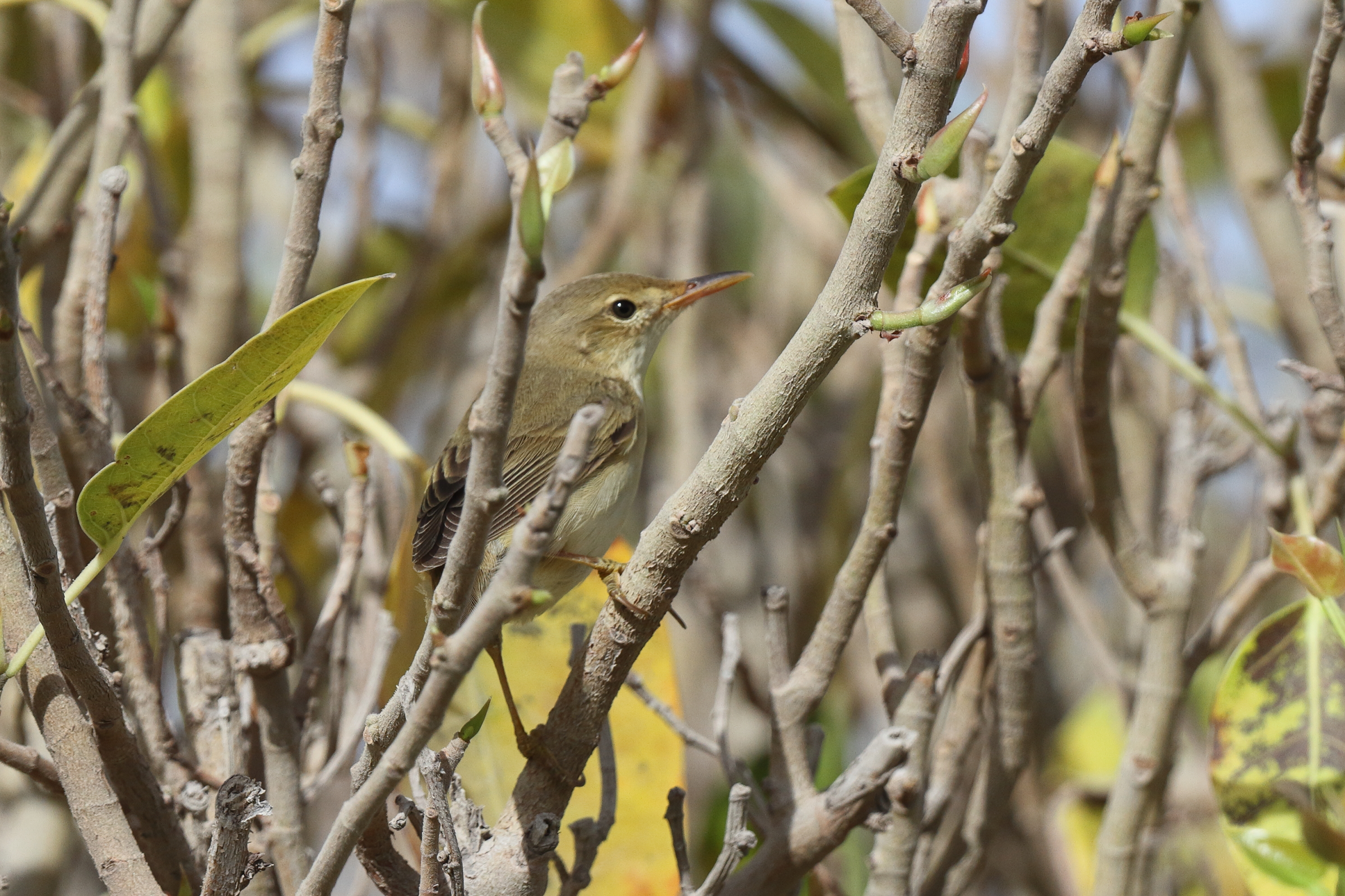 Marsh Warbler. Qatar, 05 May 2014 © Neil G. Morris.