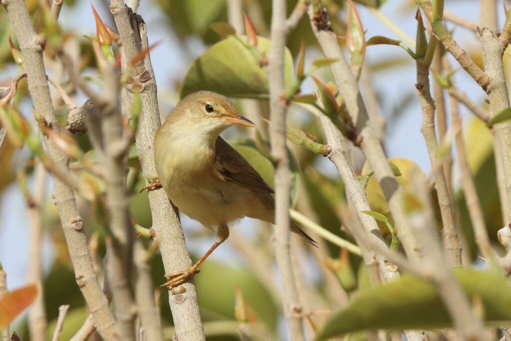Marsh Warbler. Qatar, 05 May 2014 © Neil G. Morris.