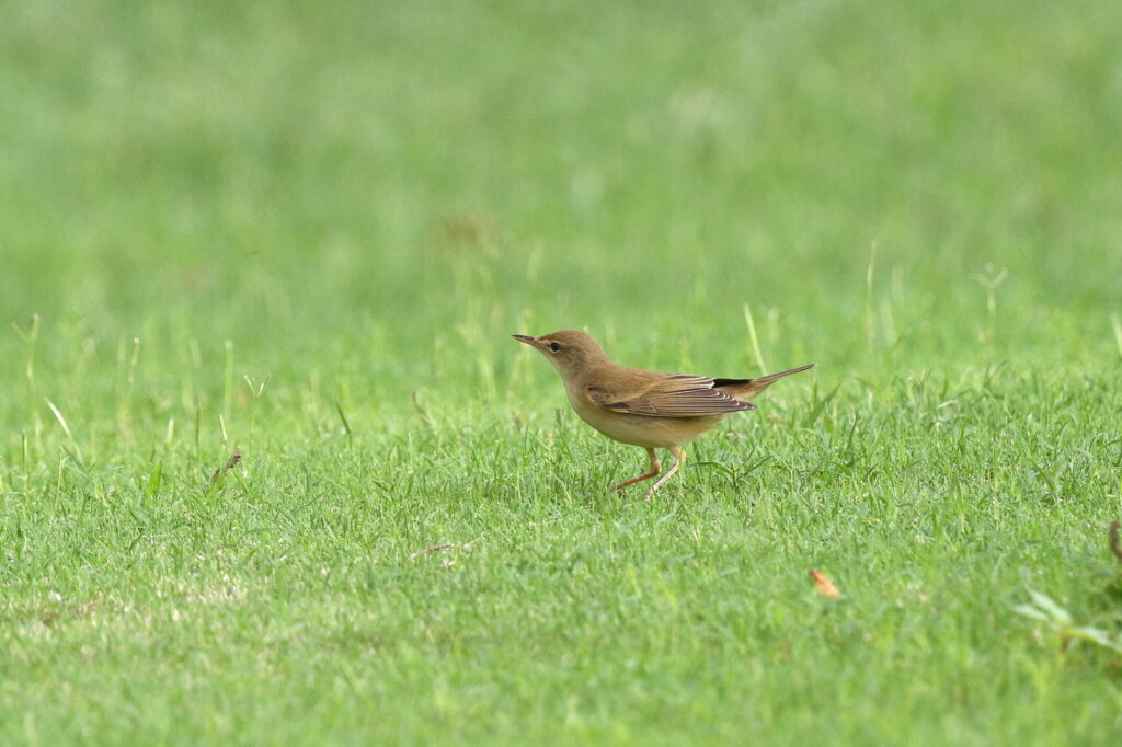 Marsh Warbler. Qatar, 11 May 2014 © Neil G. Morris.