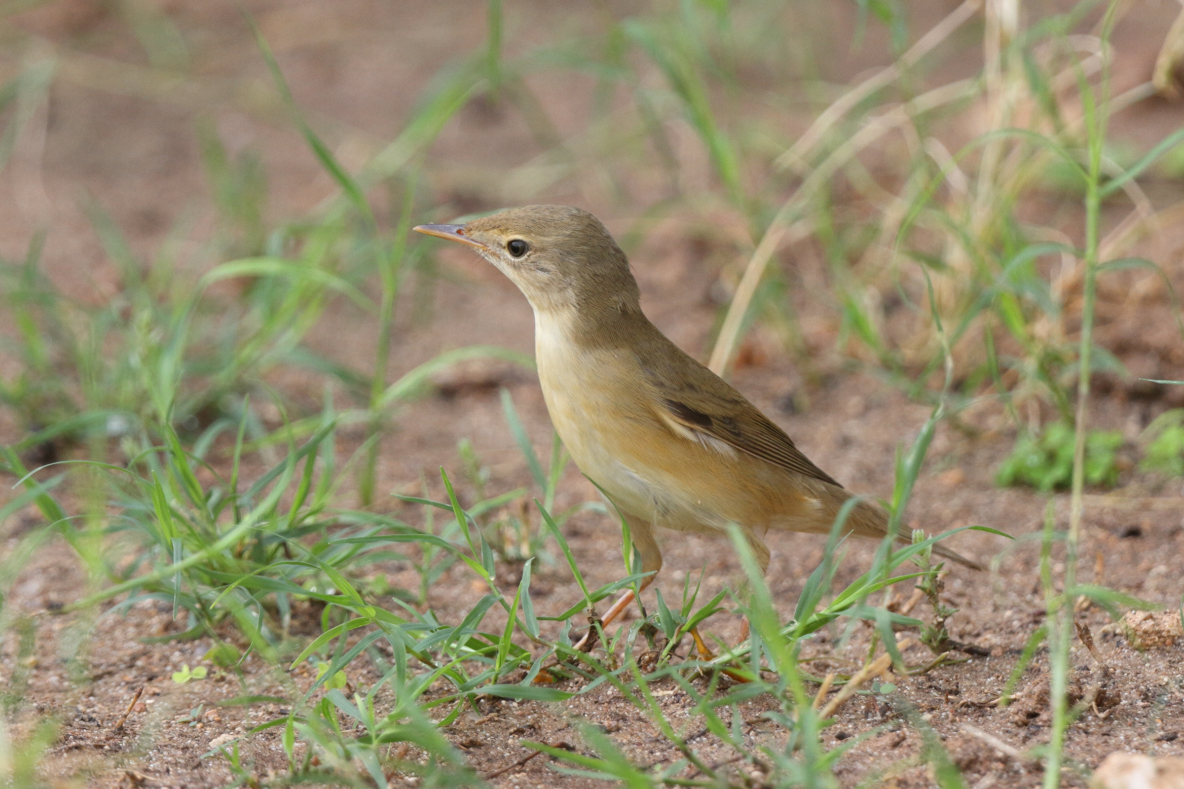 Marsh Warbler. Qatar, 13 May 2014 © Neil G. Morris.