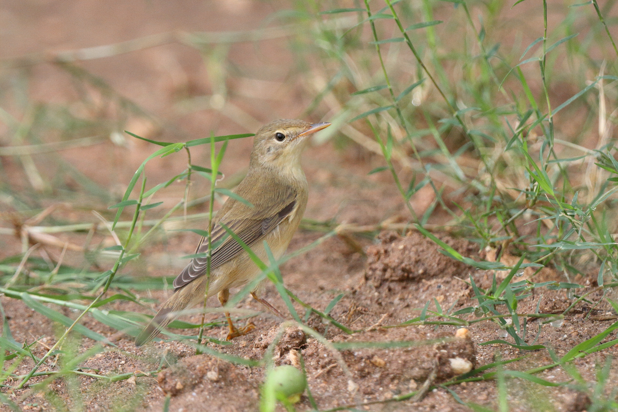 Marsh Warbler. Qatar, 13 May 2014 © Neil G. Morris.