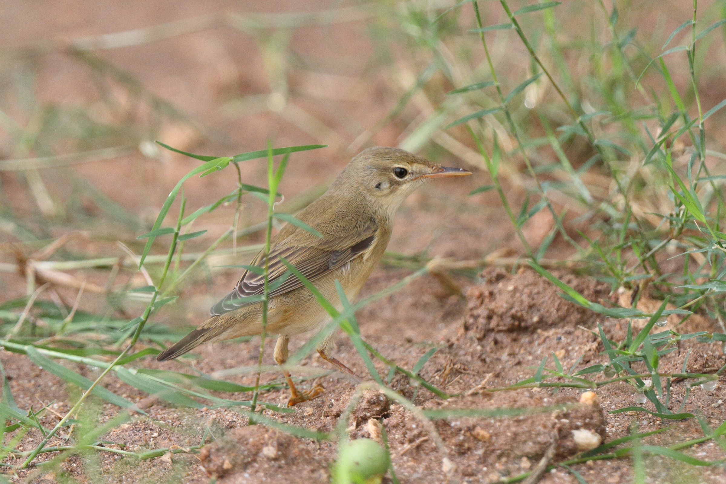 Marsh Warbler. Qatar, 13 May 2014 © Neil G. Morris.