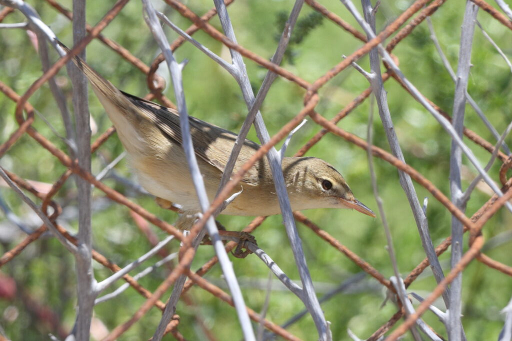 Marsh Warbler. Qatar, 18 May 2014 © Neil G. Morris.