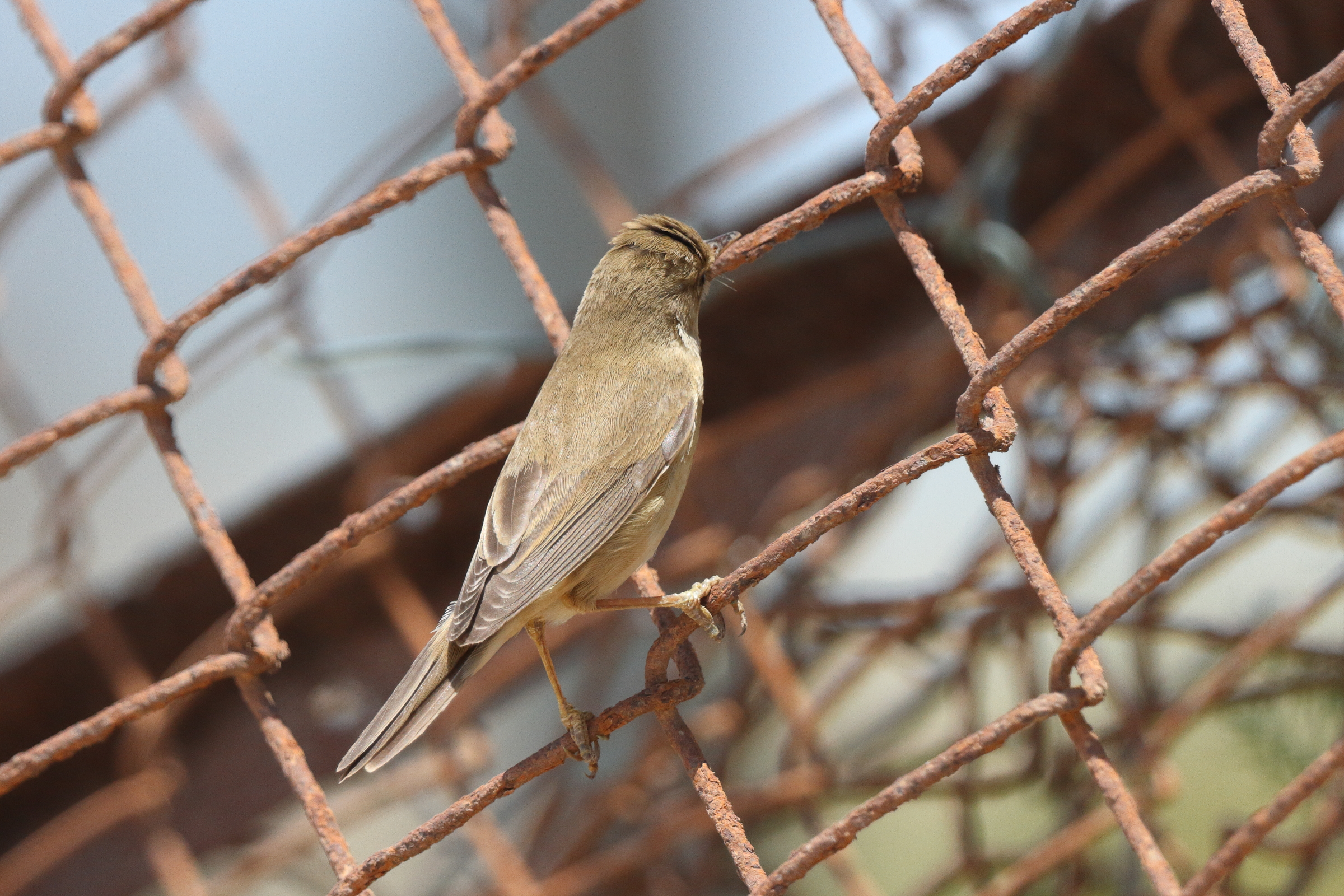 Marsh Warbler. Qatar, 18 May 2014 © Neil G. Morris.