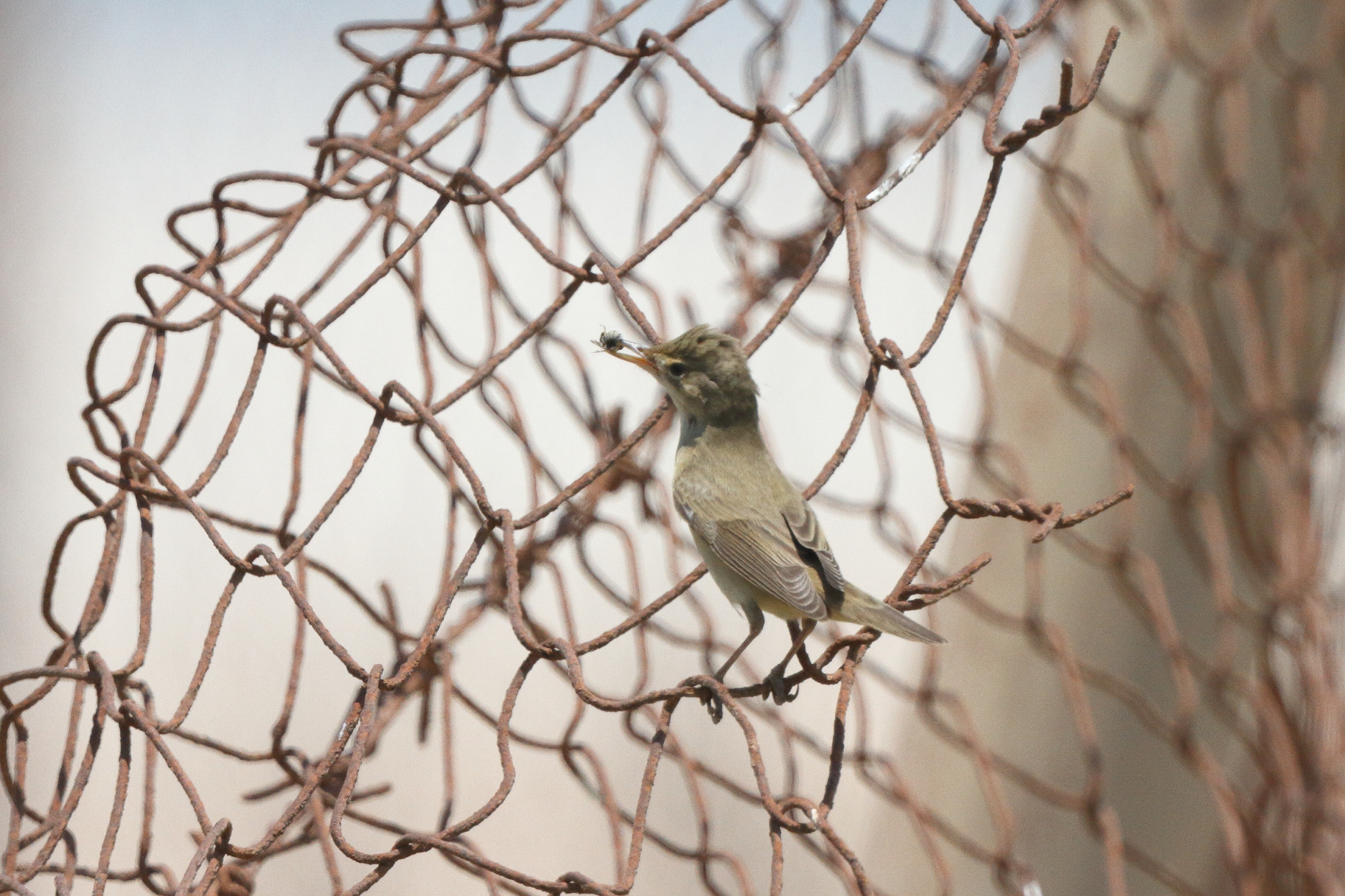 Marsh Warbler. Qatar, 18 May 2014 © Neil G. Morris.