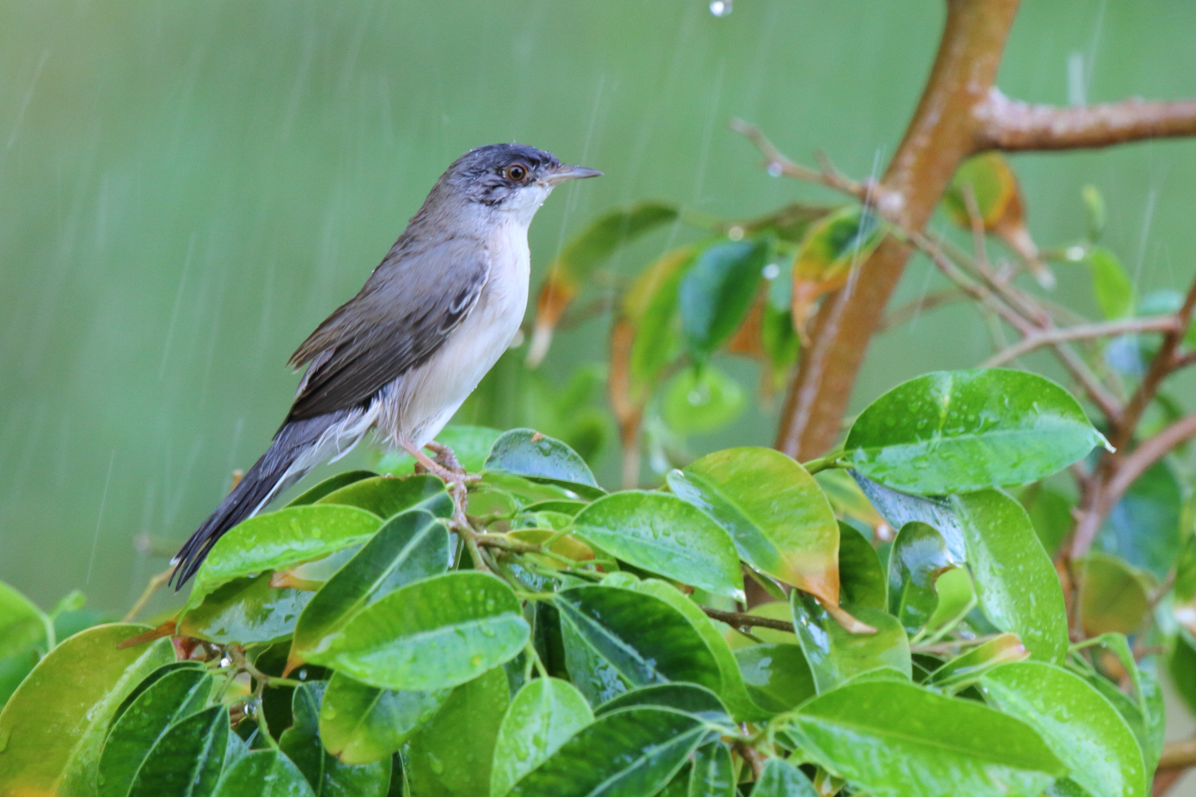 Menetries's Warbler. Qatar, 01 October 2012 © Neil G. Morris.