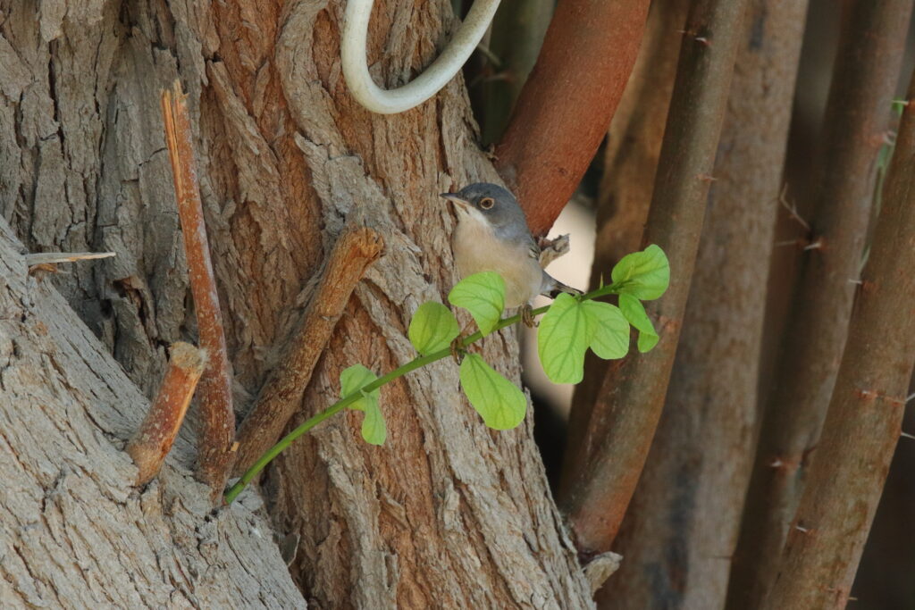 Menetries's Warbler. Qatar, 01 October 2012 © Neil G. Morris.