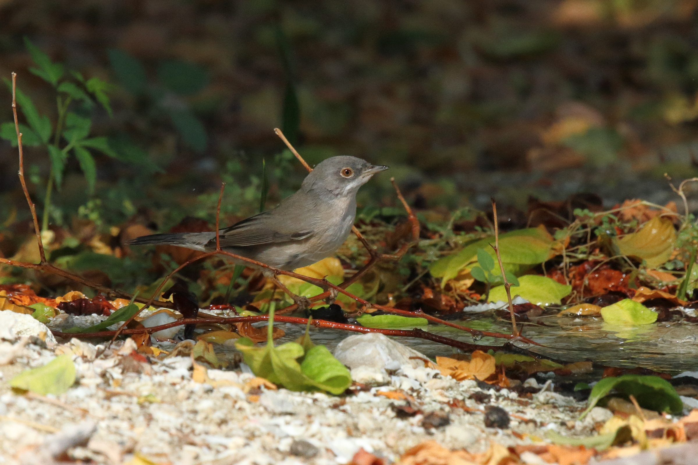 Menetries's Warbler. Qatar, 02 October 2012 © Neil G. Morris.