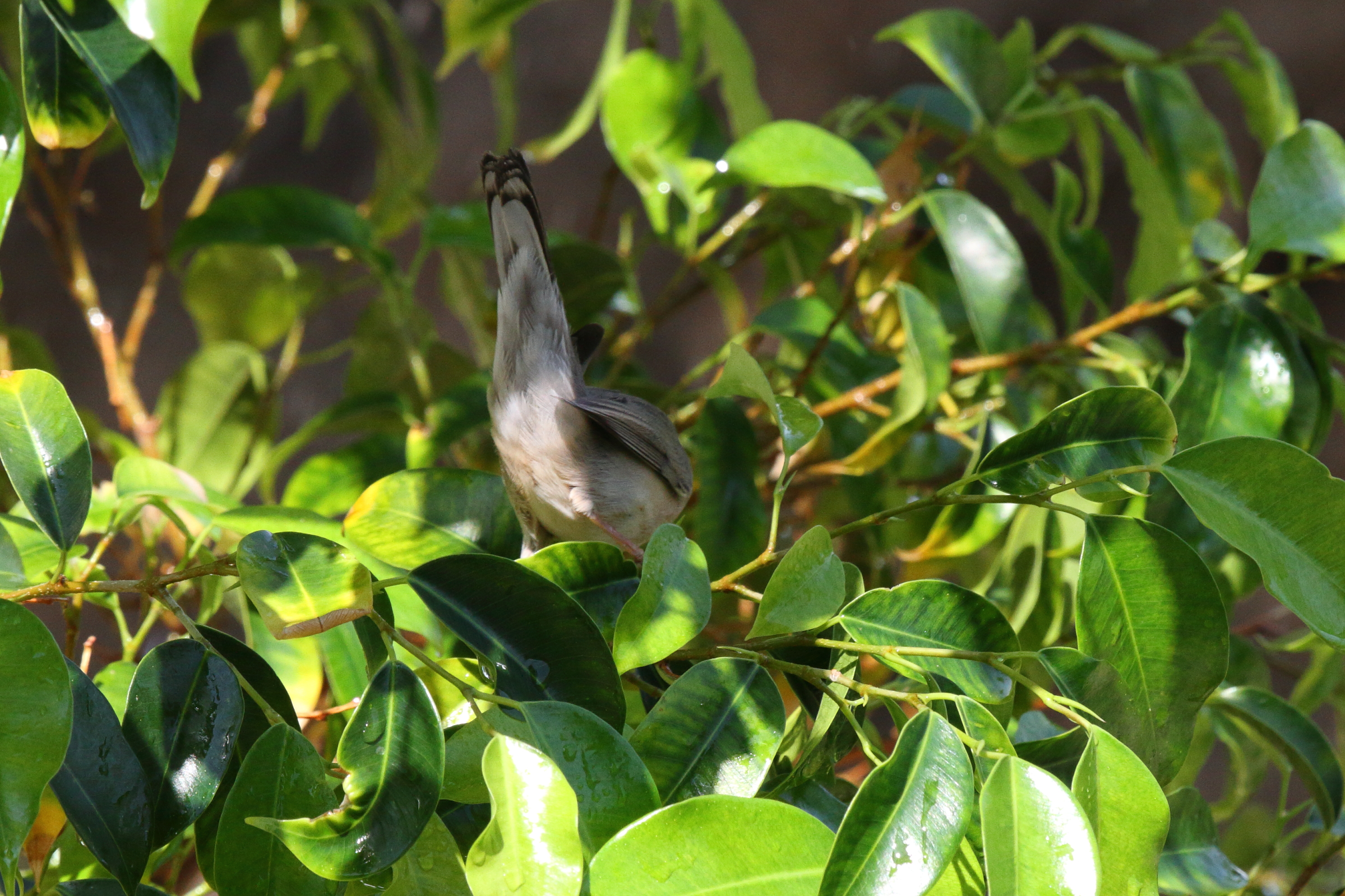 Menetries's Warbler. Qatar, 02 October 2012 © Neil G. Morris.