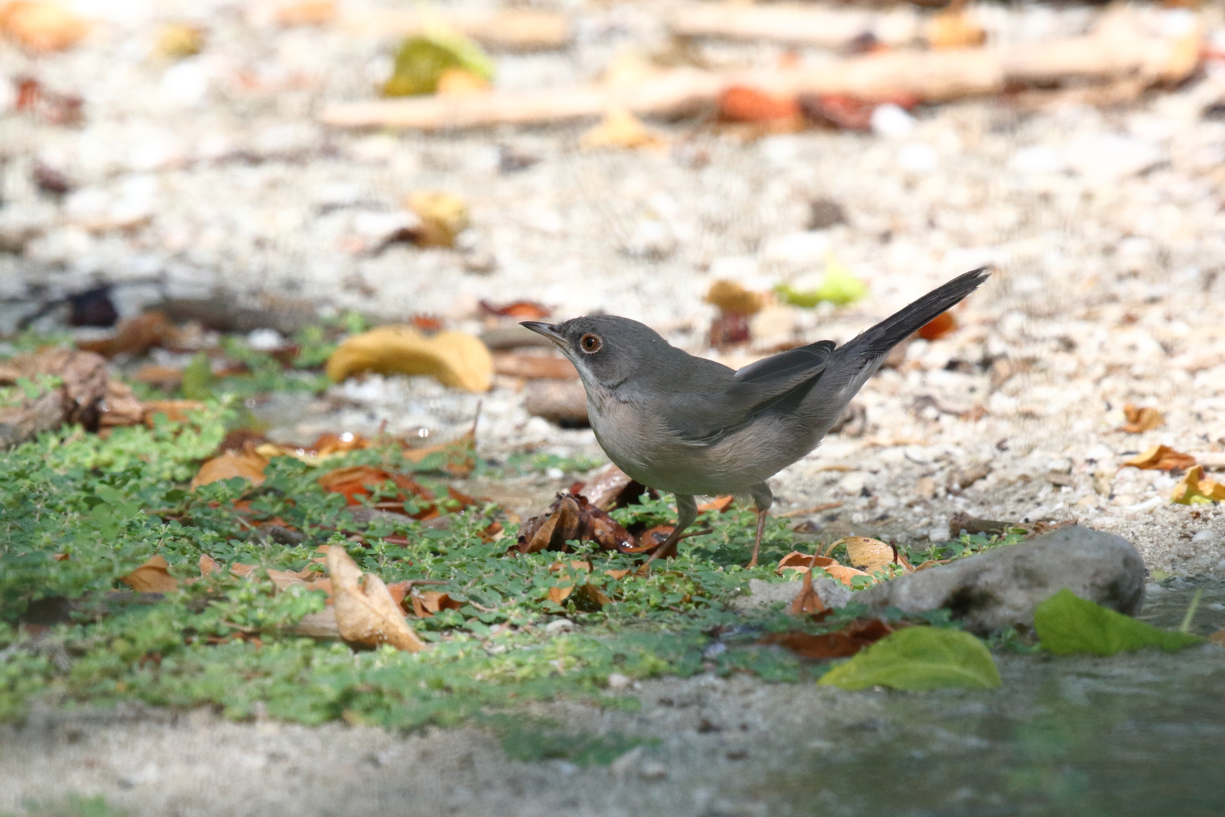 Menetries's Warbler. Qatar, 02 October 2012 © Neil G. Morris.