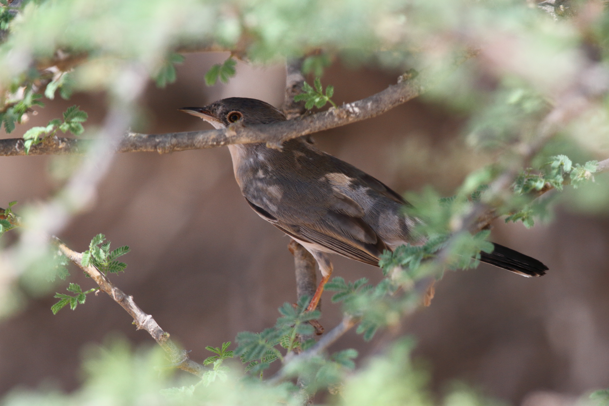 Menetries's Warbler. Qatar, 10 October 2012 © Neil G. Morris.