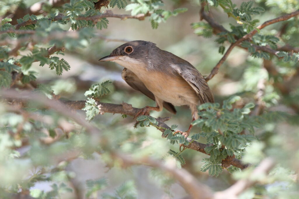 Menetries's Warbler. Qatar, 10 October 2012 © Neil G. Morris.