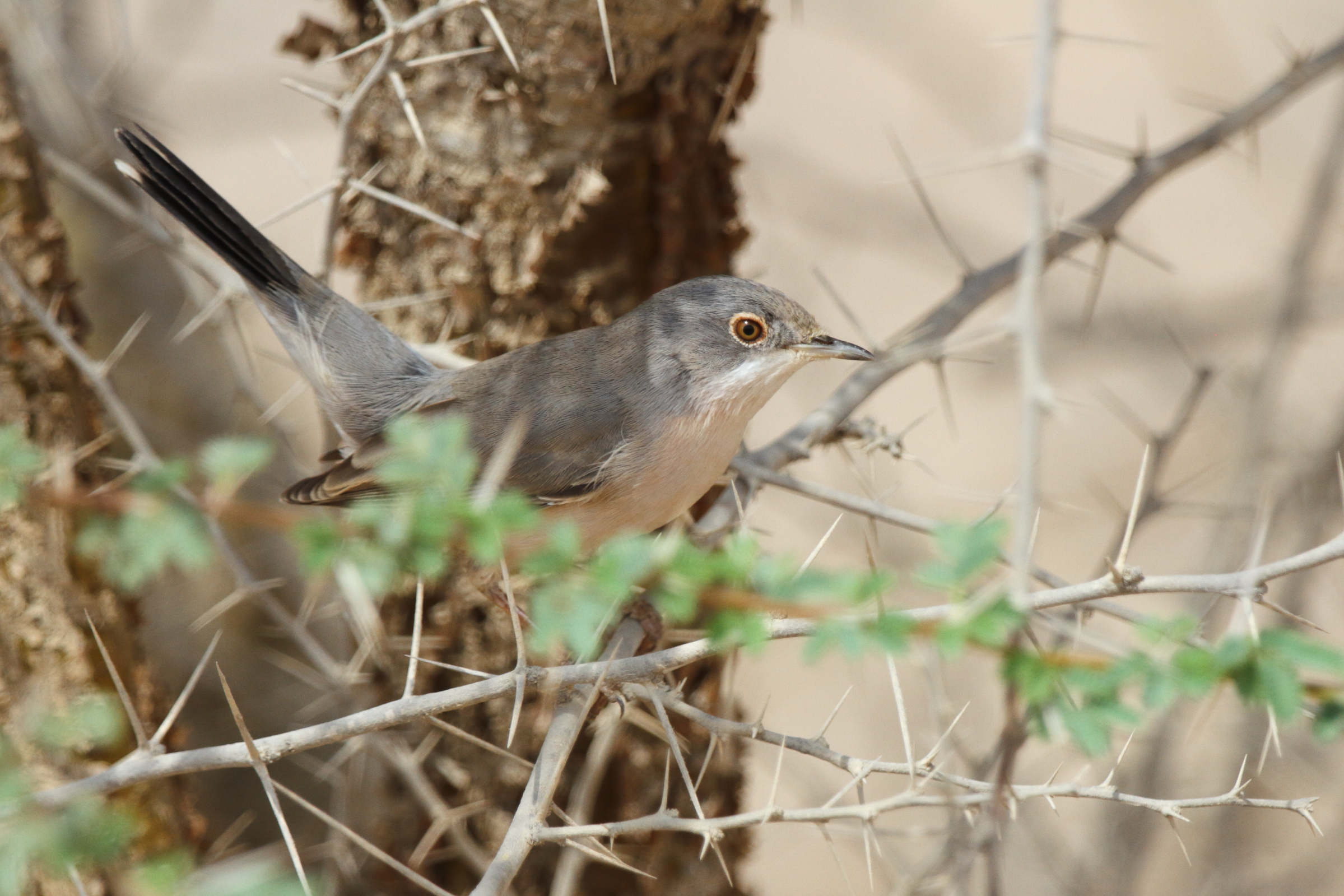 Menetries's Warbler. Qatar, 21 October 2012 © Neil G. Morris.