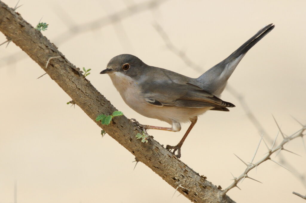 Menetries's Warbler. Qatar, 21 October 2012 © Neil G. Morris.