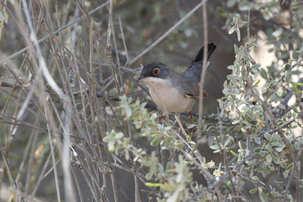 Menetries's Warbler. Qatar, 04 March 2013 © Neil G. Morris.