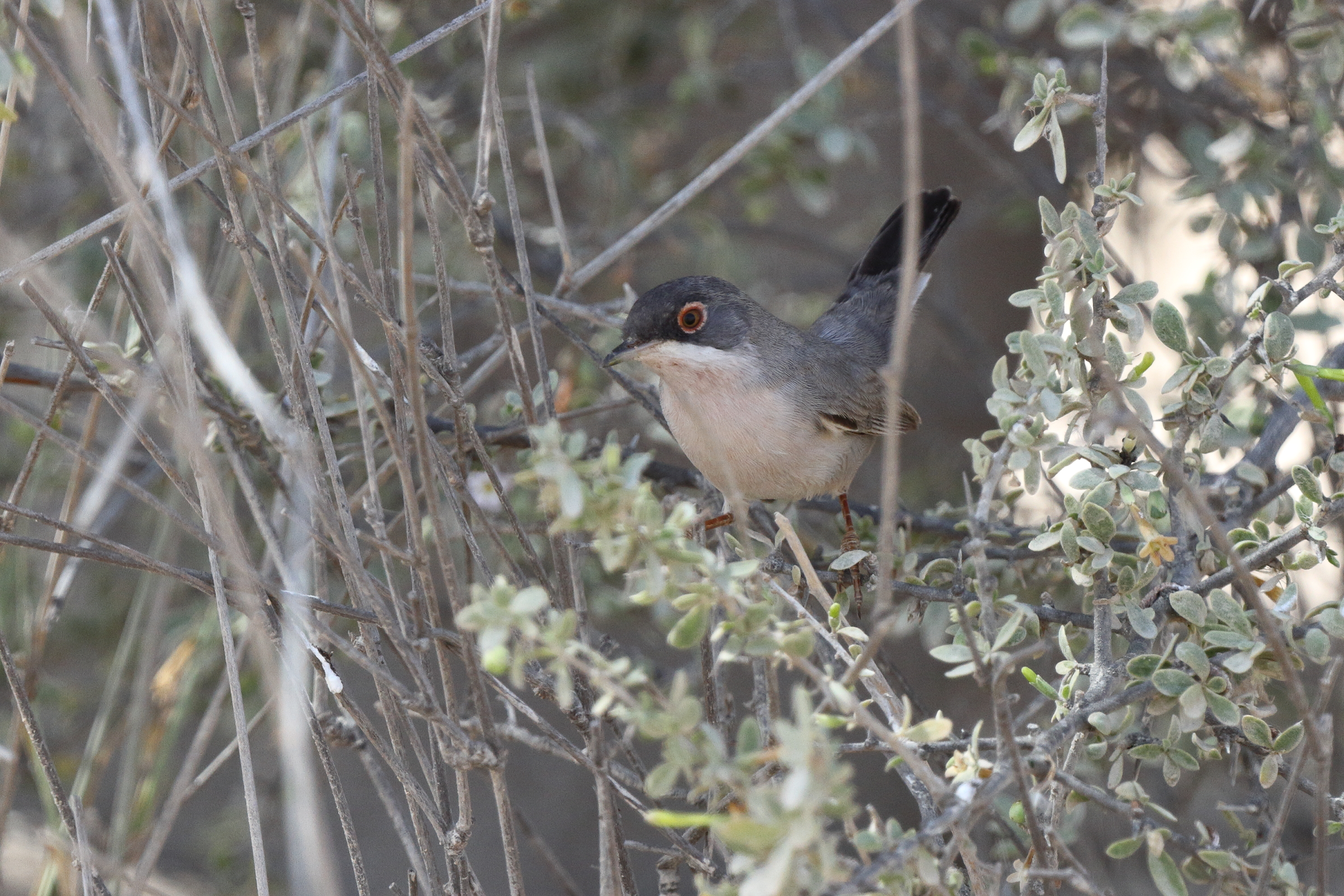 Menetries's Warbler. Qatar, 04 March 2013 © Neil G. Morris.