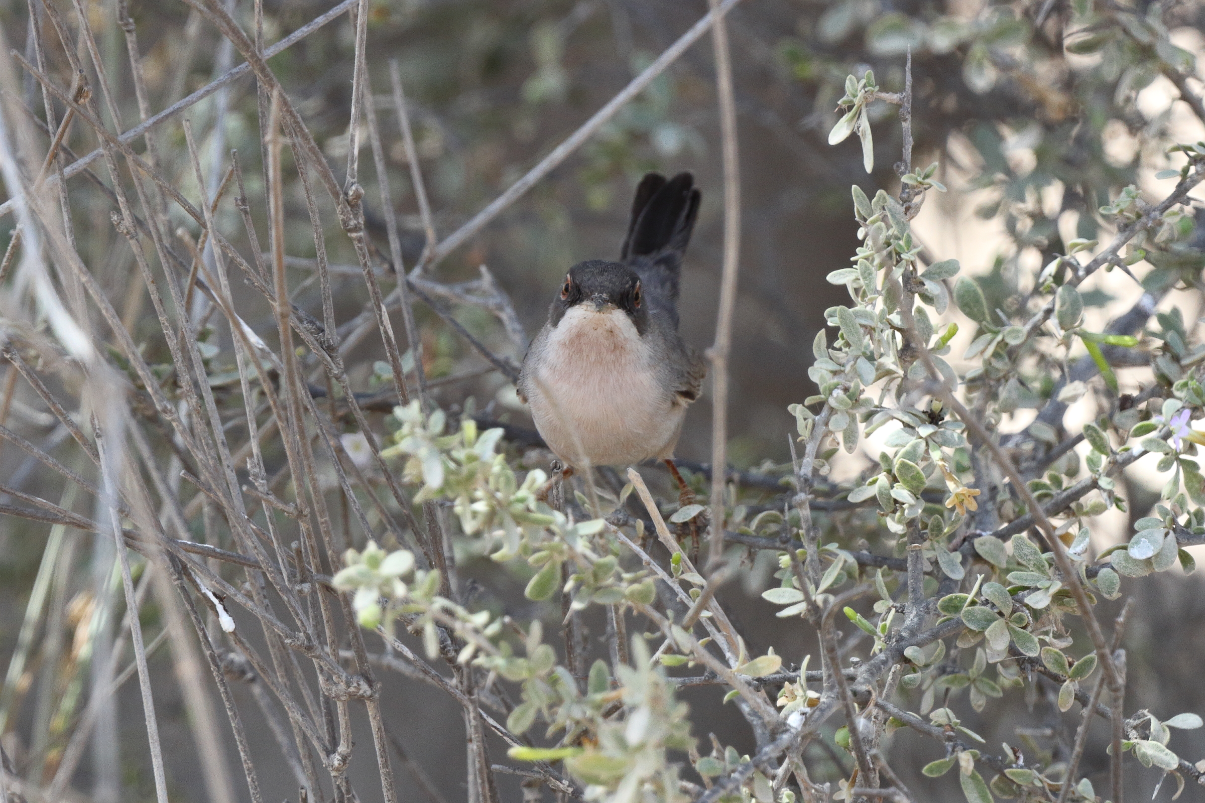 Menetries's Warbler. Qatar, 04 March 2013 © Neil G. Morris.