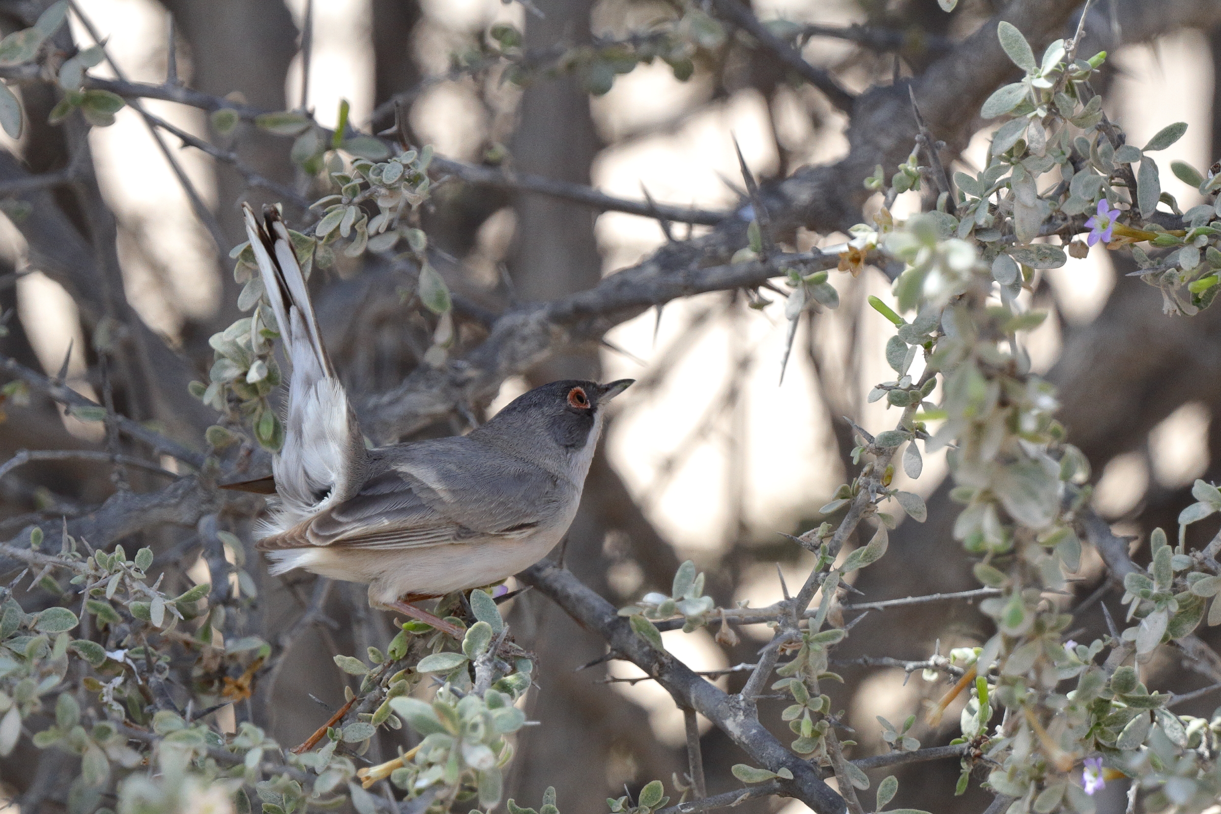 Menetries's Warbler. Qatar, 04 March 2013 © Neil G. Morris.