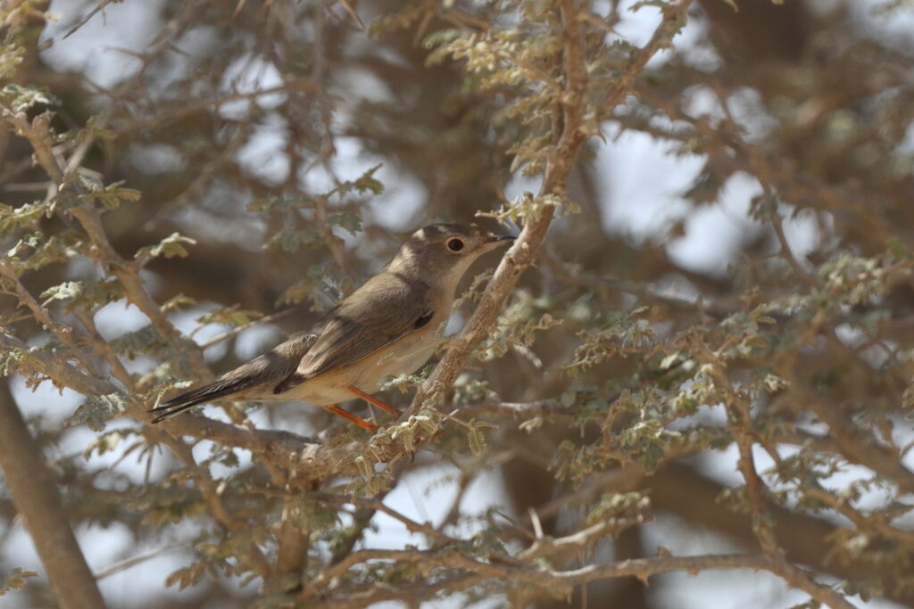 Menetries's Warbler. Qatar, 04 March 2013 © Neil G. Morris.
