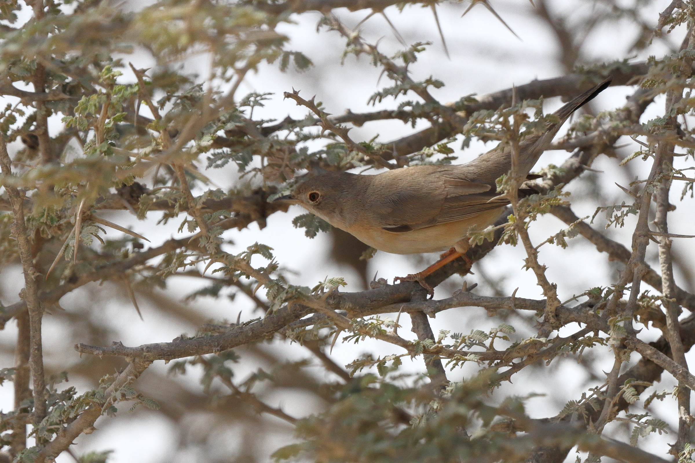Menetries's Warbler. Qatar, 04 March 2013 © Neil G. Morris.
