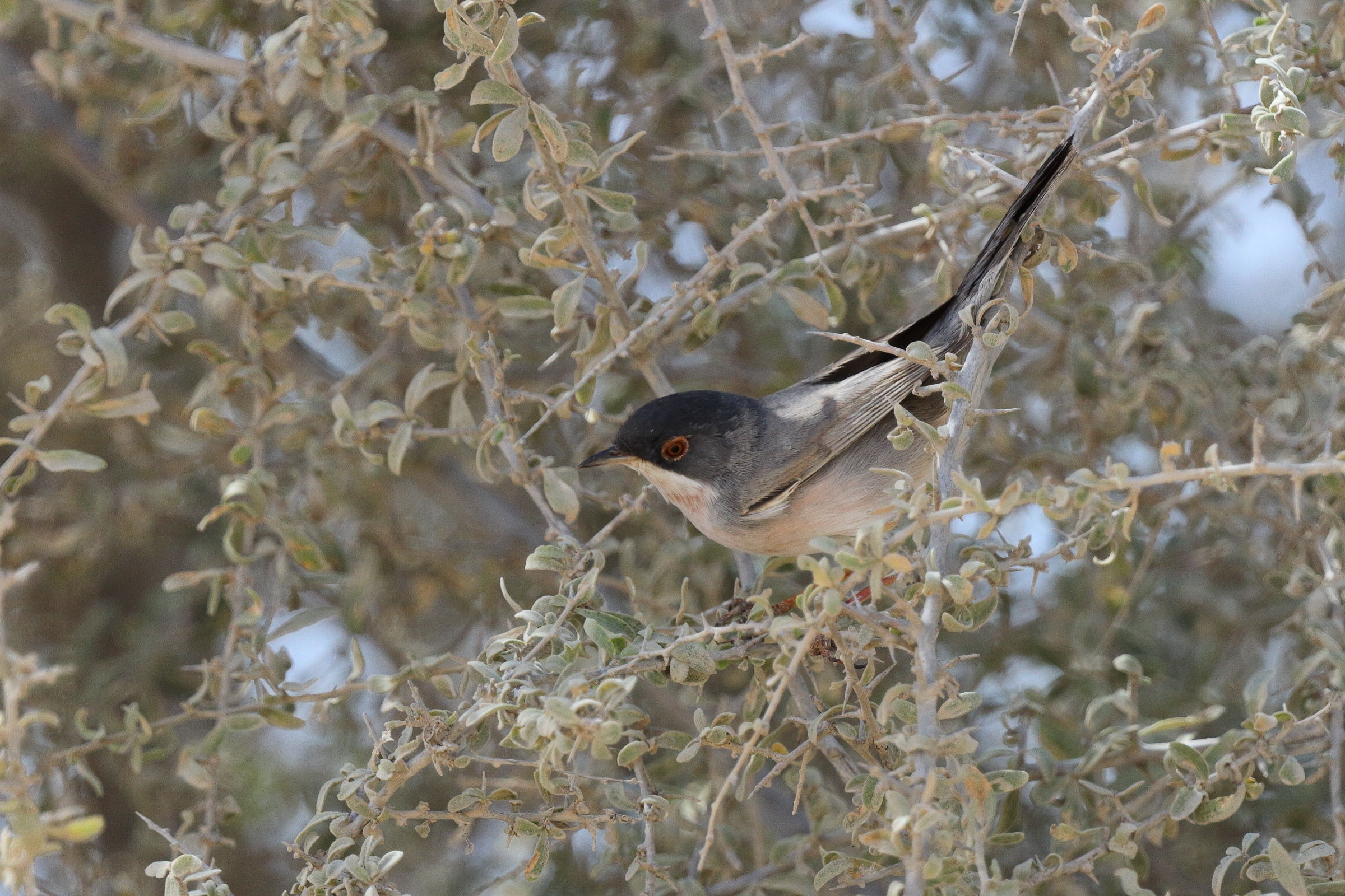 Menetries's Warbler. Qatar, 04 March 2013 © Neil G. Morris.