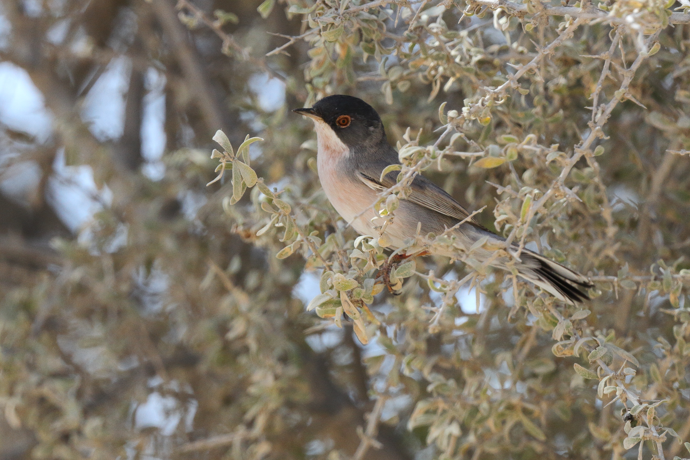 Menetries's Warbler. Qatar, 04 March 2013 © Neil G. Morris.