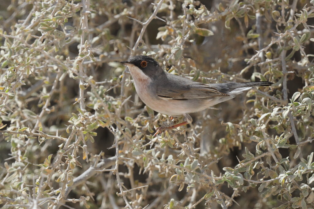 Menetries's Warbler. Qatar, 04 March 2013 © Neil G. Morris.