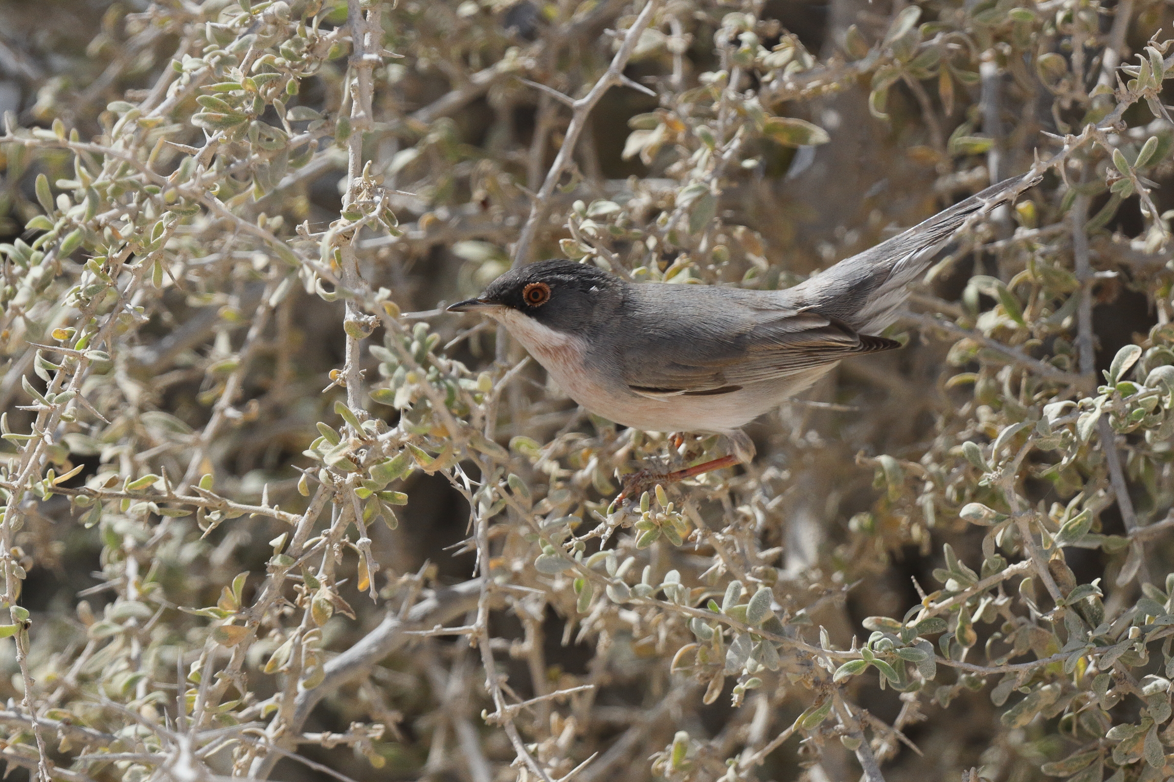 Menetries's Warbler. Qatar, 04 March 2013 © Neil G. Morris.